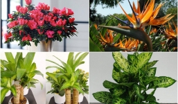6 loại cây cảnh có độc tố nguy hiểm, nhà có trẻ nhỏ tuyệt đối không nên trồng