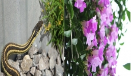 5 loại cây vừa hấp thụ độc tố, vừa khiến con vật đáng sợ này không dám bén mảng đến gần nhà bạn