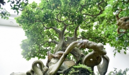 Cây bồ đề 'ngàn năm có một' khiến bao đại gia thèm muốn, có tiền cũng không mua được