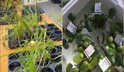 Những loại cây mọc đầy ở Việt Nam, cho không ai lấy bỗng thành hàng hot ở Nhật