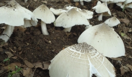 Hà Tĩnh: Hái nấm lạ ở rừng về nấu canh, 2 mẹ con nhập viện cấp cứu