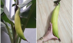 Quả chuối dài nửa mét, nặng hàng cân khiến cả nhà ăn mãi không hết