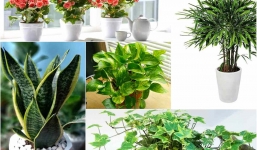 5 loại cây nên trồng trong nhà, văn phòng vừa giúp lọc khí vừa mang lại tài vận tốt cho gia chủ