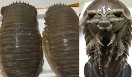 Con vật khiến nhiều người phát khiếp nhưng vẫn được giới nhà giàu săn lùng