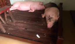 Người dân vùng lũ nhường giường cho heo nằm ngủ giữa biển nước mênh mông khiến nhiều người xót xa