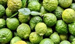 Trồng thứ cây có quả sần sùi như não người, nông dân nhàn tênh mà kiếm bộn tiền