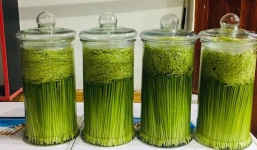 Quý ông săn lùng đòng đòng tươi làm quà chơi Tết, dân buôn bán mỗi ngày cả tạ