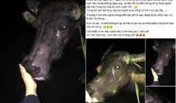 Tìm được vật nuôi bị nước lũ cuốn trôi, chủ trâu giật mình khi người nhặt được đòi 10 triệu đồng tiền chuộc