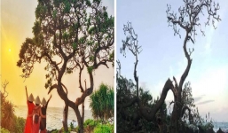 Biểu tượng của sức sống mãnh liệt trên đảo Lý Sơn bị bão số 9 quật gãy khiến dân mạng tiếc nuối