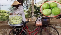 'Ổi đào tiên' tẩm hoá chất đình đám một thời bất ngờ tái xuất với 50kg/kg bán dọc đường 