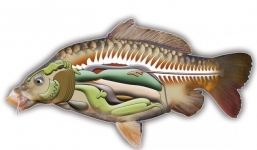 5 bộ phận cực độc, dễ nhiễm kim loại nặng trên con cá nhưng ai cũng giành gắp