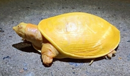 Rùa vàng cực kỳ quý hiếm, được coi là hiện thân của thần xuất hiện trong ao làng