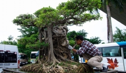 Chiêm ngưỡng cây sanh cổ của đại gia Hà Nội từng được trả giá bằng 3 căn nhà