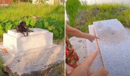 Chú chó trung thành canh mộ cậu chủ suốt 3 năm khiến nhiều người xúc động