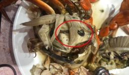 Ăn buffet hải sản tiền triệu ở Hà Nội, thực khách phát hiện vật thể trong cua khiến dân tình tranh cãi