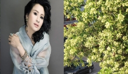 Cả Hà Nội lại ngạt thở với mùi hoa sữa nồng nàn, đến Diva Thanh Lam cũng phải kêu 'nhức đầu'