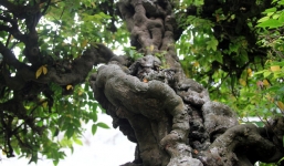 Đại gia vàng vung tiền mua cặp khế 'vợ chồng' do đích thân vua Gia Long trồng để về chơi