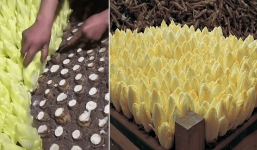 Loại thực phẩm kỳ lạ có búp như hoa sen khiến nhiều người không biết nên gọi là rau hay nấm