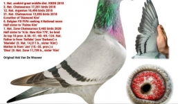 Đại gia chịu chơi bỏ gần 44 tỷ đồng chỉ để mua 1 chú chim bồ câu