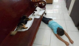 Chú chó nằm bẹp dí trên ghế vì từ 'quàng thượng' thành 'thái giám' khiến cậu chủ nhỏ ngã vật ra sàn