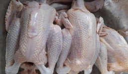 Gà ri giá rẻ chỉ 45.000 đồng/con bán đầy 'chợ mạng' khiến người tiêu dùng hoang mang