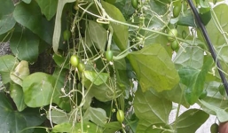 Loại cây mọc dại đầy bờ rào bất ngờ được thương lái thu mua với giá 40.000 đồng/kg