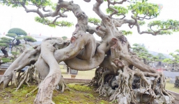 Cây sanh cổ 'Ngọa hổ tàng long' trả 30 tỷ mà chủ nhân không bán có gì đặc biệt?