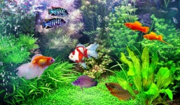 Những kiêng kỵ khi đặt bể cá trong phòng khách gia chủ nên biết