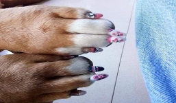 Boss làm nail đón Noel, biểu cảm sang chảnh khiến các con sen không khỏi ghen tỵ