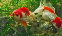 5 hiện tượng bất ngờ xuất hiện dịp cuối năm là điềm báo xui xẻo, gia chủ sắp gặp tai bay vạ gió