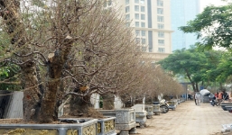 Hà Nội: Đào cổ thụ nghìn đô rục rịch xuống phố đón Tết sớm