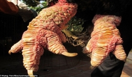 Báo Tây lý giải vì sao gà Đông Tảo - 'gà rồng' của Việt Nam có giá đắt gần bằng SH Mode