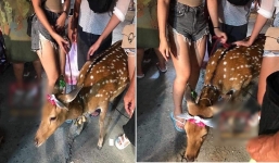 Không có ai đi chơi Noel cùng, gái ế trộm hươu hóa trang làm tuần lộc đi diễu khắp phố