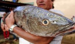 2 ngư dân Quảng Ngãi bắt được con cá nặng 18 kg nghi là cá sủ vàng quý hiếm