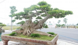 Siêu cây 'Thành quả sung túc' được đại gia Hà thành hét giá 10 tỷ 