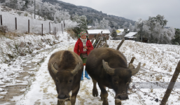 Mưa tuyết phủ kín làng bản ở Lào Cai khiến 45 con trâu chết, nhiều ha hoa màu hư hỏng