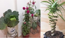 Còn tháng nữa mới Tết nhưng dân tình đã rần rần khoe toàn bonsai không đụng hàng