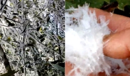 Tuyết vẫn rơi dày đặc, phủ trắng rừng cây ở vùng biên giới Nghệ An