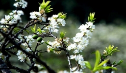 Đào vùng cao 'tắc đường', hoa mận cổ đổ bộ về Hà Nội, giá tiền triệu vẫn hút dân mua chơi Tết