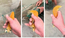 Chú tôm như được mạ vàng khiến nhiều người vô cùng bất ngờ