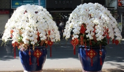 Lan hồ điệp công chúa 30 triệu/chậu, 'bay' từ Nhật về để phục vụ đại gia chơi Tết