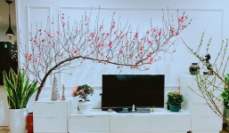 Cành đào dáng huyền có gì đặc biệt mà khiến nhà nhà săn lùng chơi Tết?