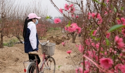 Hải Dương kêu gọi giải cứu đào Tết hỗ trợ nông dân bị ảnh hưởng bởi Covid-19