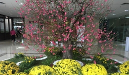 Chuyên gia phong thuỷ chỉ cách chọn đào chơi Tết vừa trị bách quỷ, vừa đón tài lộc