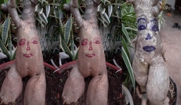  Loạt cây cảnh được 'thổi làn gió mới' để đón Tết Nguyên đán khiến dân mạng cười đau ruột