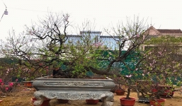 Cây đào cổ thụ dáng 'rồng bay, phượng múa' được chủ nhân hét giá cho thuê 150 triệu