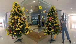 Cây 'mai Noel' đón Tết trong thời buổi kinh tế khó khăn khiến nhân viên thi nhau check-in