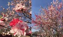 Cây hoa đào đột biến nở hoa 3 màu siêu quý hiếm khoe sắc rực rỡ khiến dân tình trầm trồ