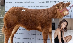 Cô bò đặt tên theo biệt danh của Victoria Beckham được bán đấu giá 8,2 tỷ đồng