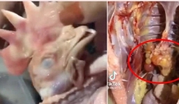 Cô gái xỉu up xỉu down vì phát hiện con gà trống có buồng trứng